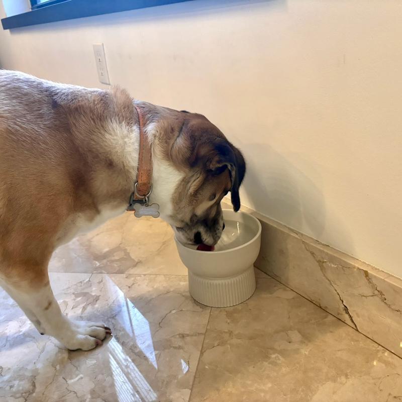 We love our raised bowls