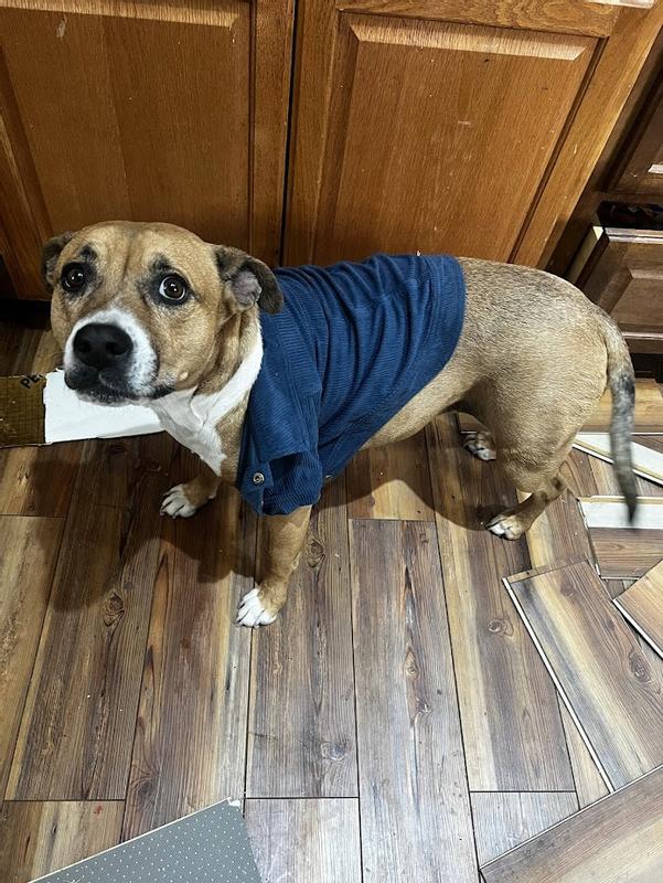 My beautiful 60 lb pit mix wearing a large (definitely needs 1 size larger, but that's my bad).