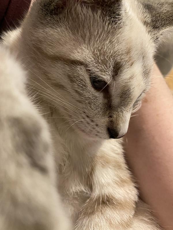 Tom Tom