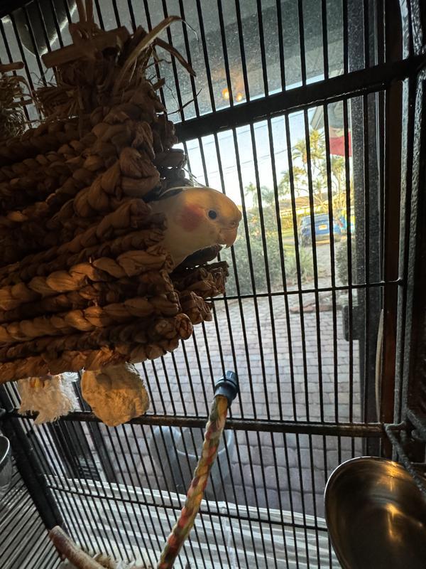 Comfortably fits an adult cockatiel