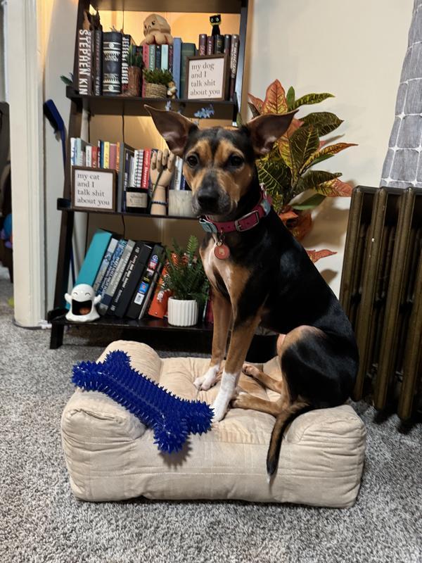 My 35lbs+ dog stealing the bed from the puppy it was intended for
