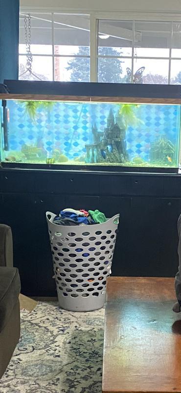 In 55gallon tank