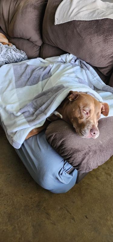 Pitbull snuggles