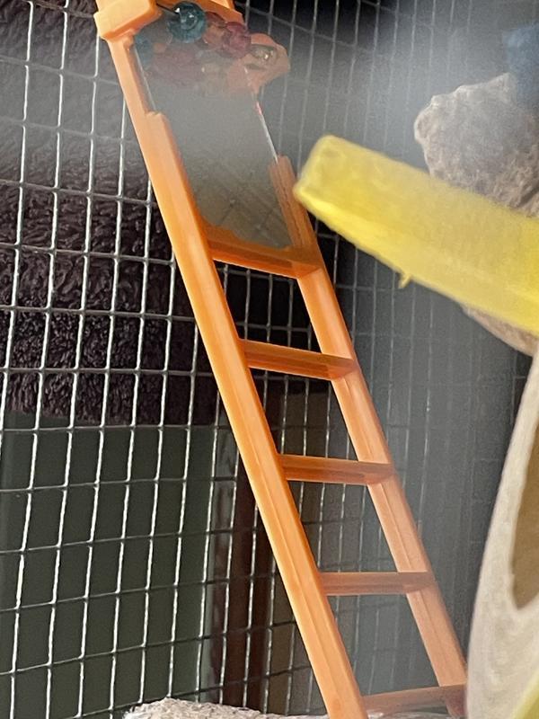 Toys in Beboe’s cage