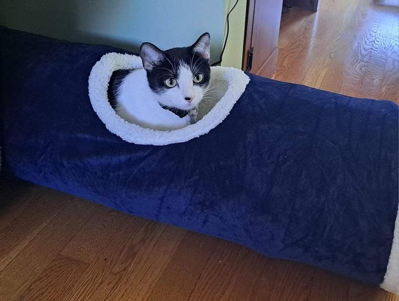 Tegan enjoy the cat tunnel. She looks like The Red Baron