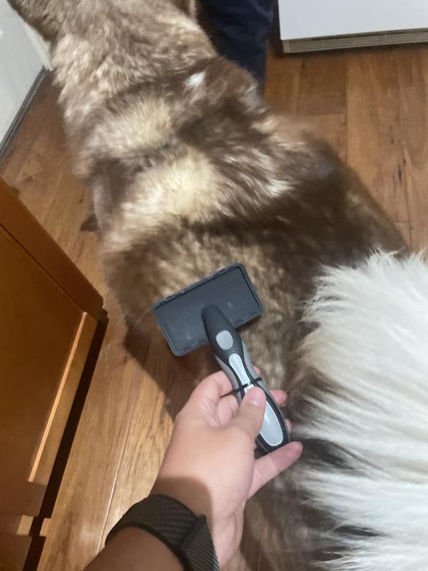 Size reference with medium size husky