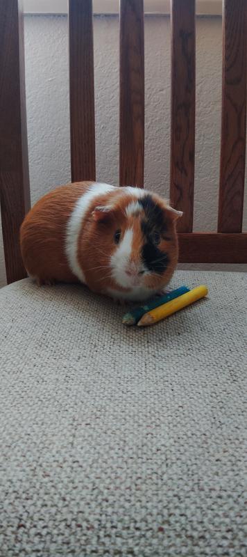 Happy pig