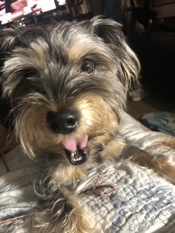 Photo - commentaire&nbsp;8.