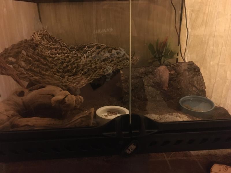 tank