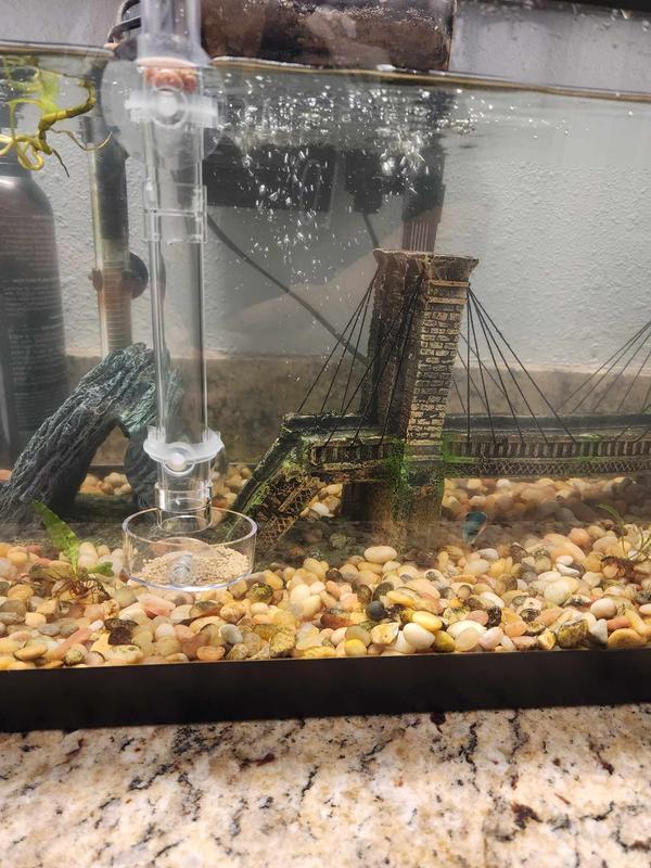 My Tiny Tim successfully ate from it. So cute and fun to see him do it.