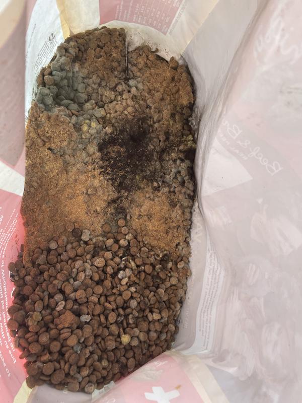 Moldy Dog Food