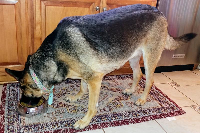 Nom nom nom!! Sheeba licked her bowl all around the kitchen to get every last bit! I put it on the rug so she'd have an easier time.