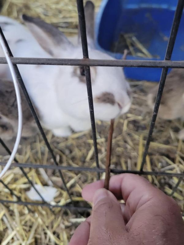 All 3 rabbits like them