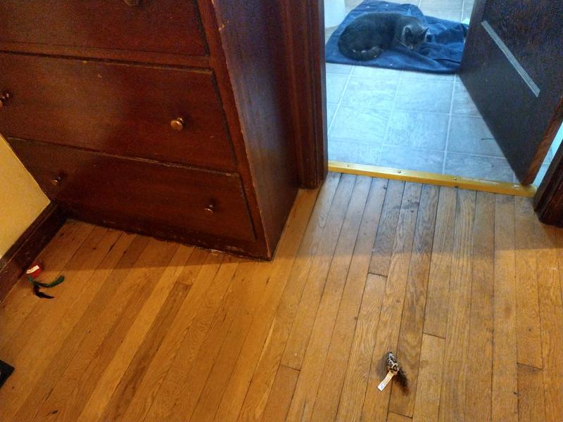 Just some of the mice and kitties laying around.
