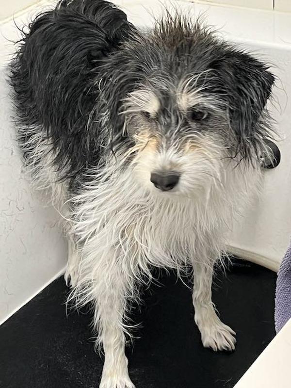 Clean puppy