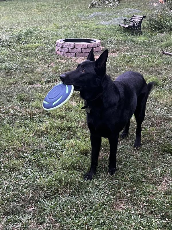 Good size for a big dog