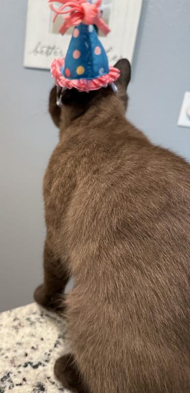 A back view shows how easily the hat slipped over Harry’s ears