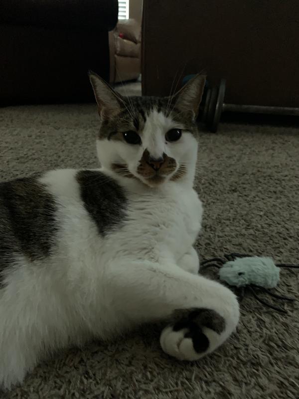 Always has to be next to his spider