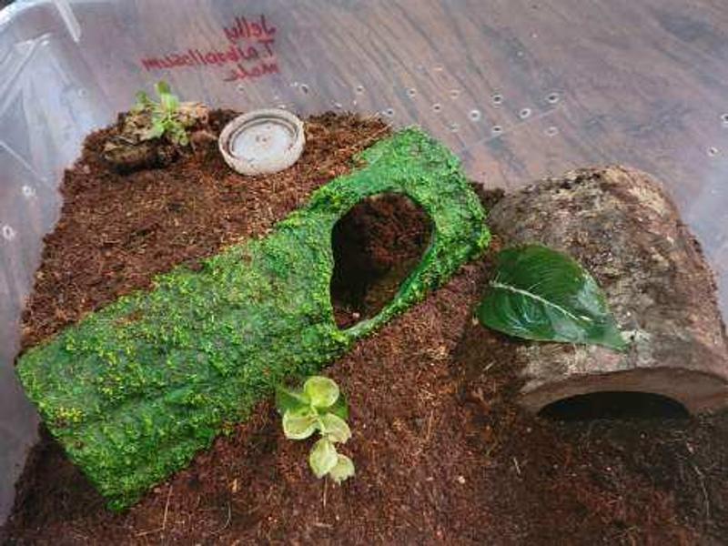Perfect for my vinegarroon enclosure!