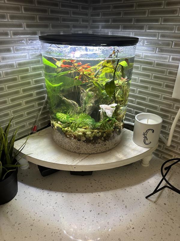 New tank with white opal male betta fish