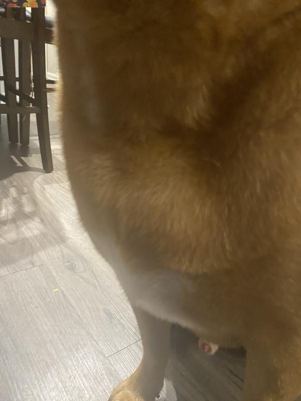 You can see how small the towel is compared to him but I think it still covered him a good length. He got wet a decent amount with the sprinklers and I dried him off pretty good. I didn’t have to work too hard to dry him off and it got a lot off.