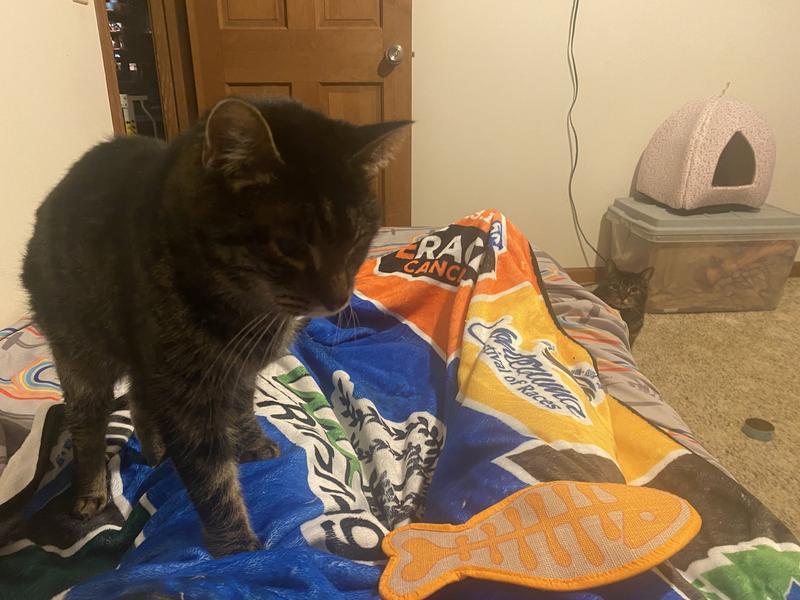 Cats love their toys!