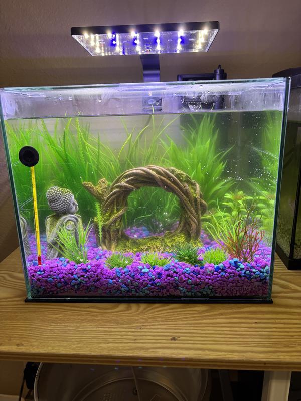 Moonlight Simulation for Betta Tanks: Enhance Health & Beauty