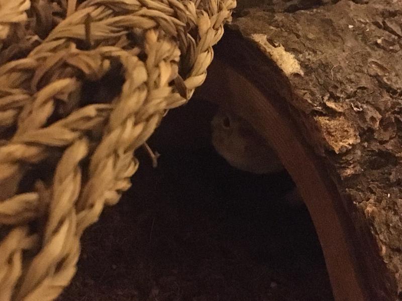 leopard gecko