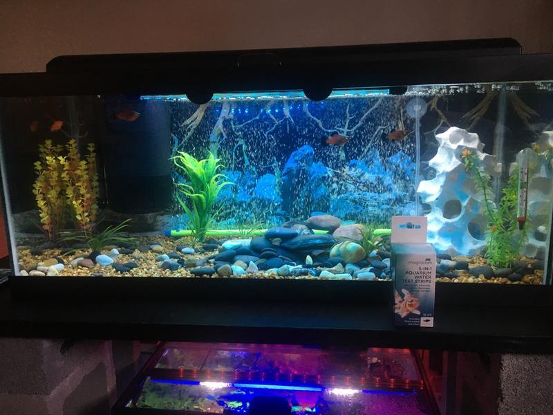 20L planted fish tank and 10g GlowFish tank tested with imagination 5 in 1 water test strip