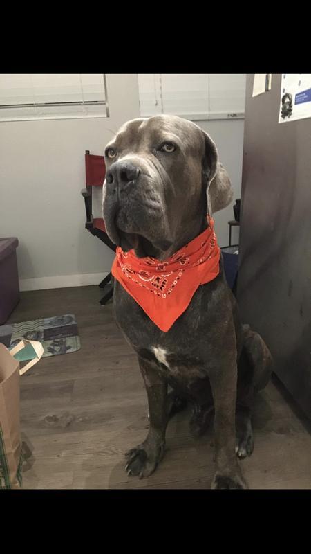 Didn’t fit my dog so cannot even post a photo of it.