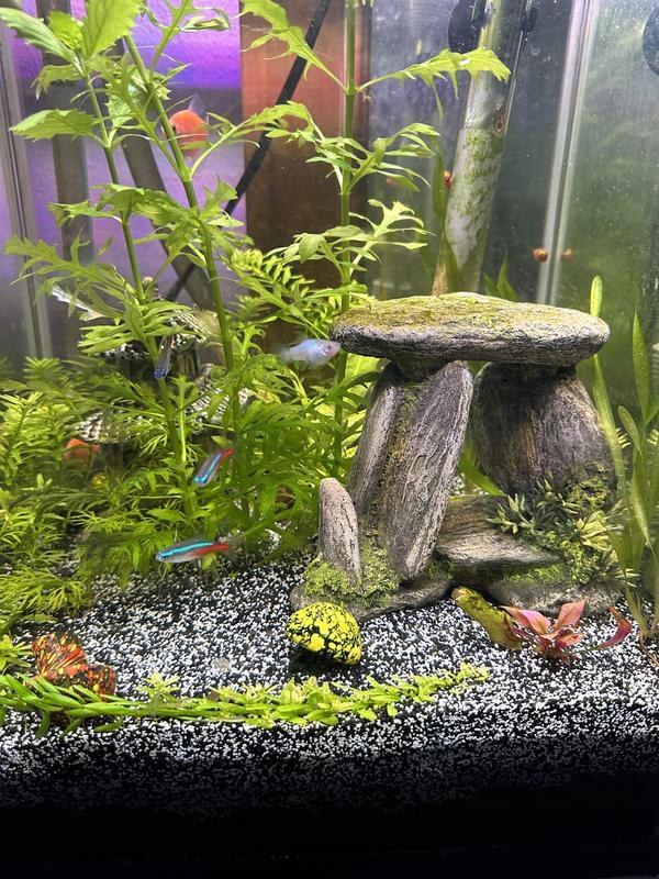 Mixed black and white sand for planted substrate