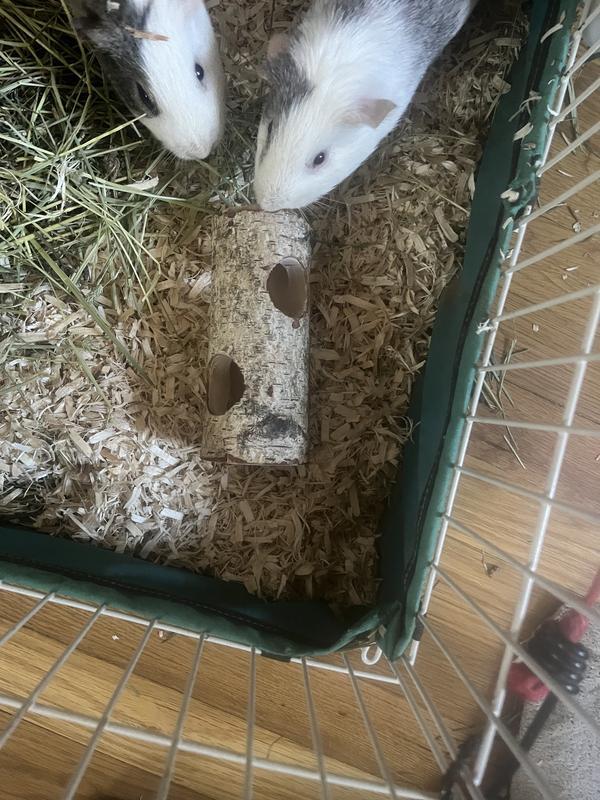 Pigs enjoying chewing it