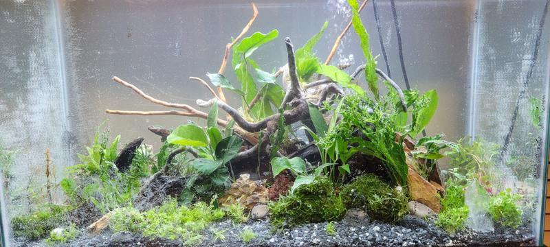 New Planted Aquarium