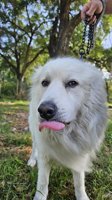 Ghost had a fun walk with daddy