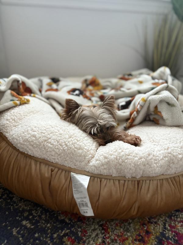 Ranger relaxing on his new bed 😴