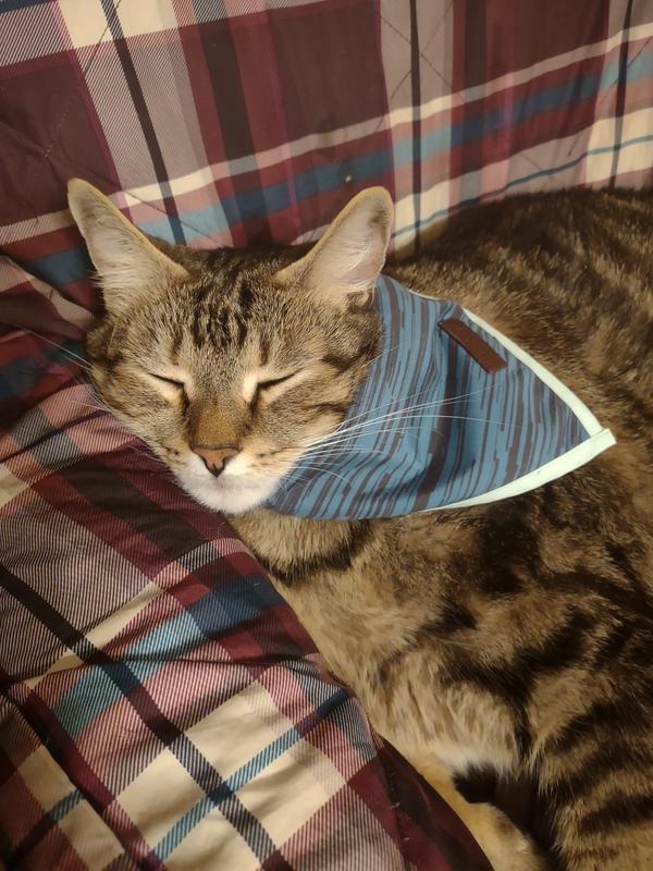Ninja sporting his new Reddy bandana from Petco!