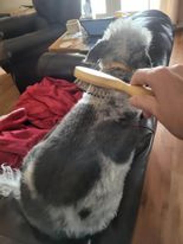 She's patient while I brush through her coat. New behavior for her!