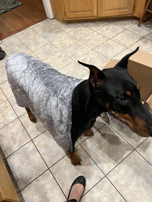 Doberman loves his blankie
