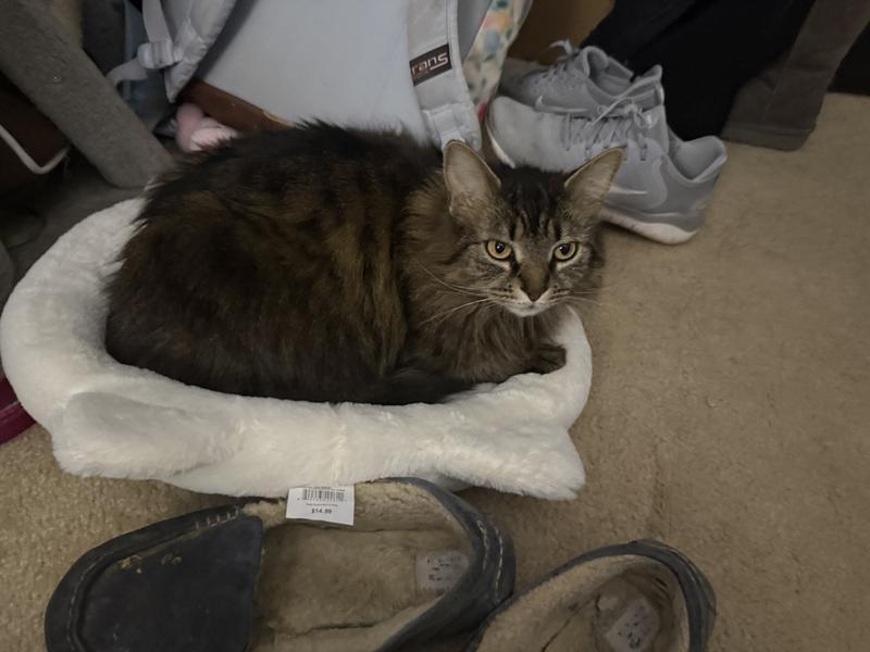 Purfect for all cats!