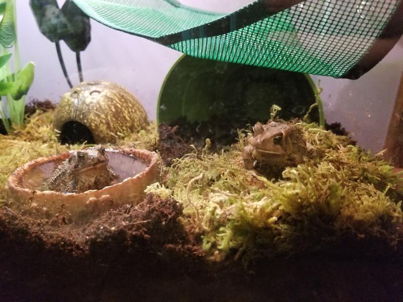 Leia in her bowl