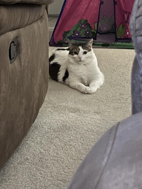 Kit Kit