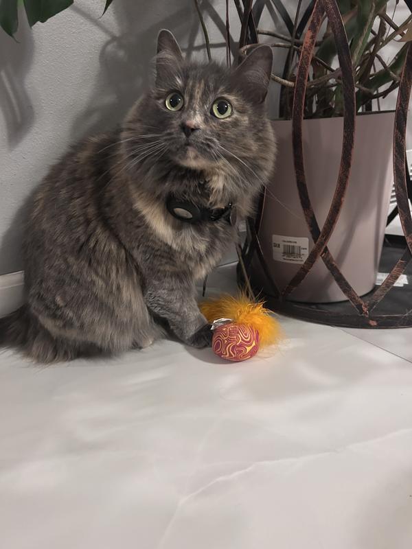 Our cat checking out the toy immediately after we threw it on the ground for her.