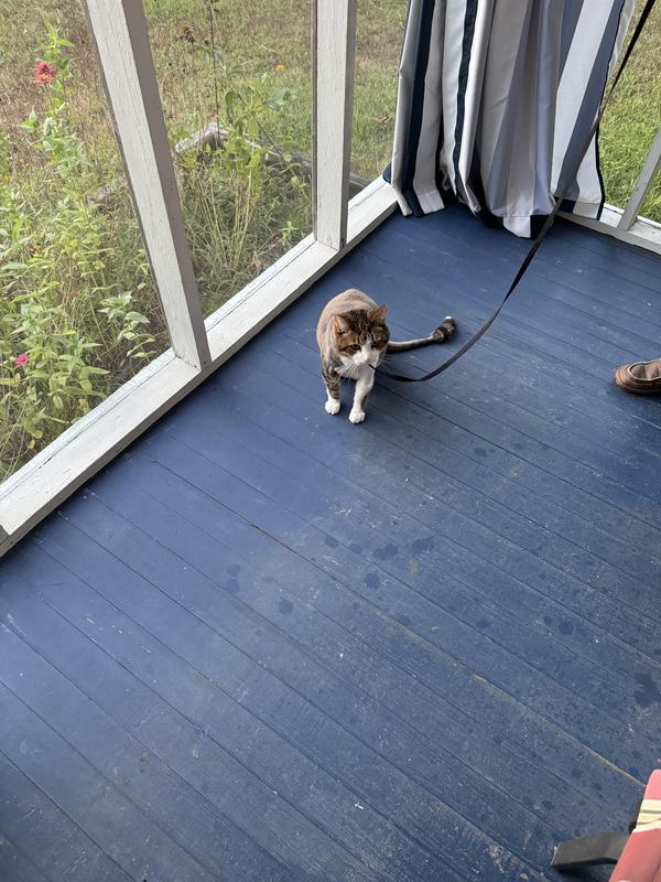 Sporting my new leash