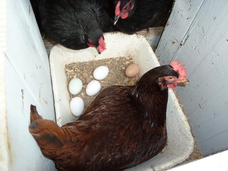 Photo - commentaire 8.