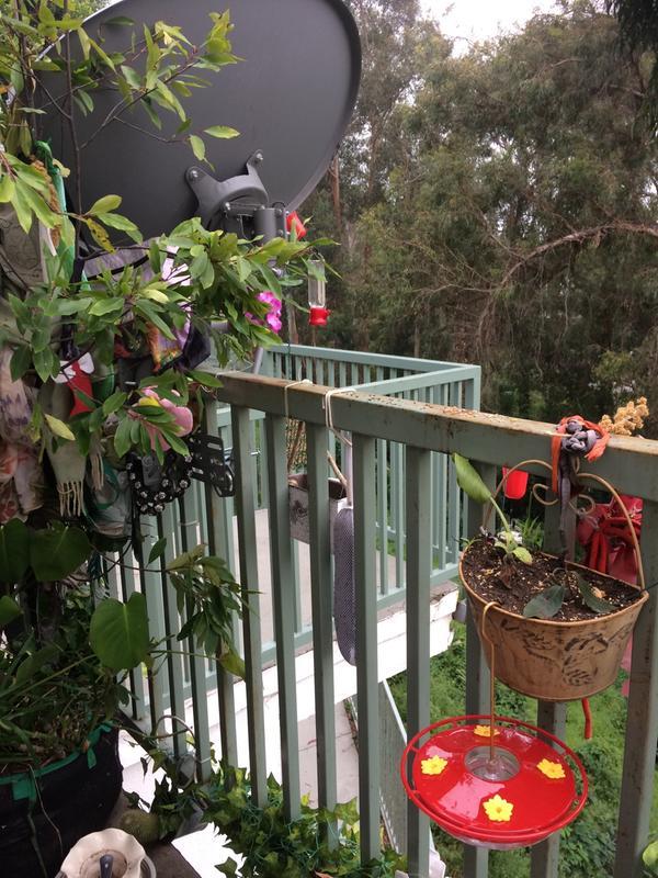 Feeder is on other side of white hanging plantern