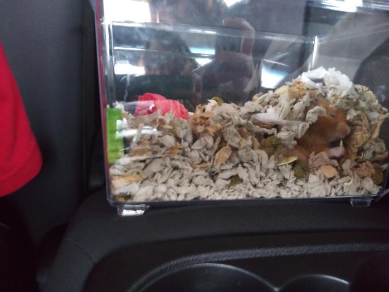 Nutmeg travelling on his first vacation