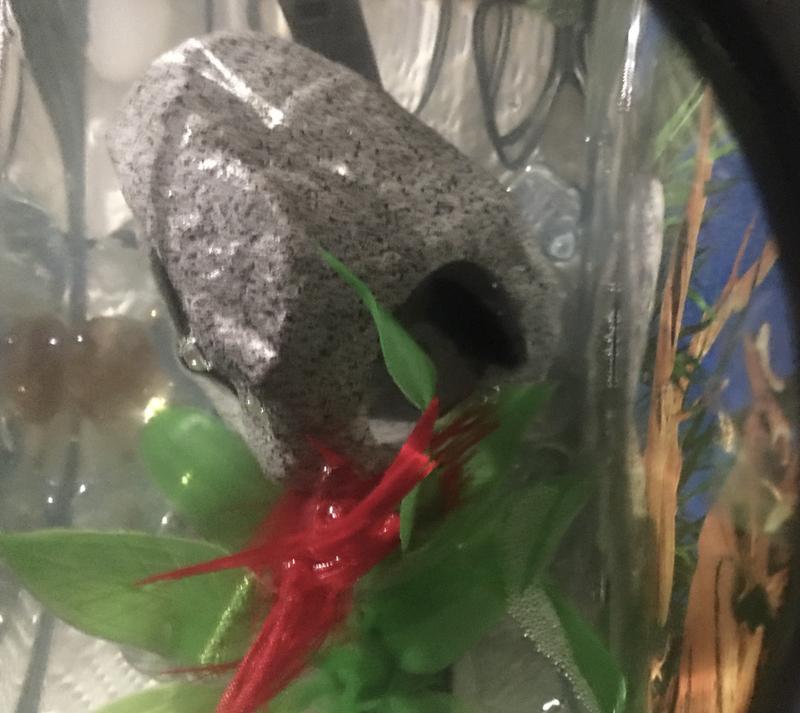 Escaping her cave and heading for her tree