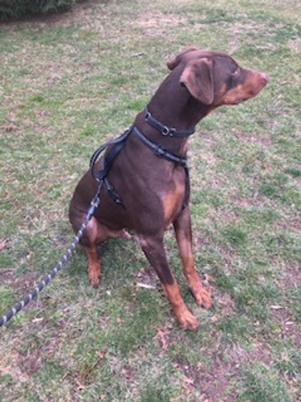 A Happy Doberman