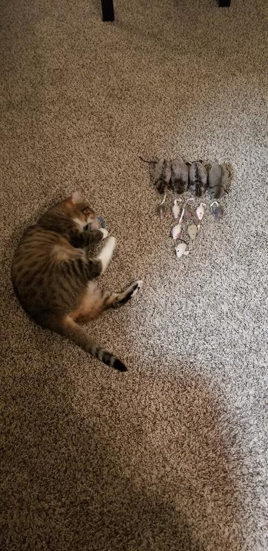 Army of "Potato Mice" (called so as they look like potatoes)