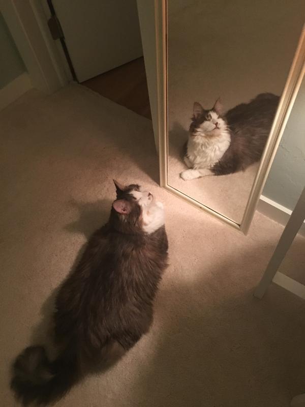 Fierce beauty